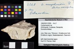 Foto (Objket + Etiketten) von Cycloprosopon sp. 